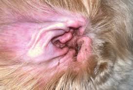 Image result for mold in the ear dog