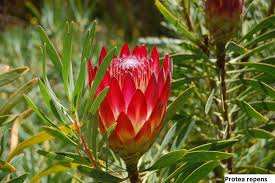 Image result for Protea rupestris