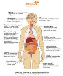 Aug 09, 2019 · organs on the left side. Map Of Human Organs Map Of Organs In The Human Body Internal Organ Of Body Human Body Koibana Info Human Body Organs Anatomy Human Body Organs Body Organs