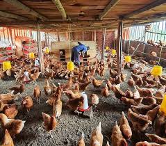 Fursa Katika Ufugaji Wa Kuku Wa Mayai 1 Mkulima Agriclinic Facebook
