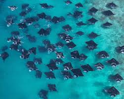 hanifaru bay a manta feeding hotspot in baa atoll