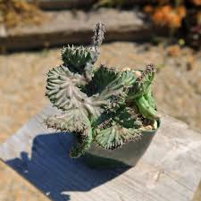 Image result for Huernia kirkii