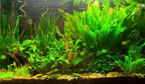 Choosing The Right Lighting According To Tank Size
