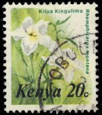 Image result for Rhamphicarpa