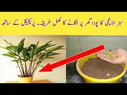 How To Grow Cardamom Plant From Seeds At Home Ll Ghr Pr Beej Sy Sabz Elaichi Ka Poda Ugany Ka Tareqa Youtube Cardamom Plant Plants Planting Seeds Well um.its simple.cardamom is called elaichi.n u can grind it well to have ur powder or use it simply as it is.as elaichi is used to give a special taste to ur dish. pinterest
