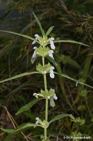 Image result for Leucas