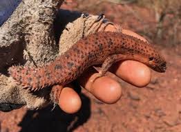 Image result for Rytigynia kiwuensis