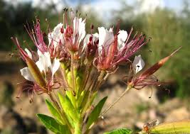 Image result for Cleomaceae