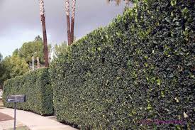 It says recommended 8 feet spacing in between each plant. Tall Narrow California Ligustrum Privet Hedge