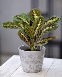 Grab a pot that isn't too big but also has enough room for the prayer plant's roots to grow freely. Prayer Plant Care Indoor Guide Indoor Plant Center