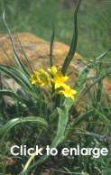 Image result for Hypoxis sp. A (as per FZ 12-3)