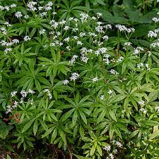 Image result for Galium simense