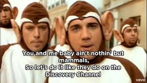 You and me baby ain't nothin but mammals r/ datingoverforty. Mammals Song Discovery Channel Lyrics Pets Lovers