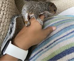 Trying To Figure Out My Baby Squirrels Age