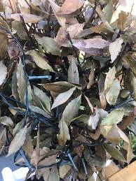Maybe you would like to learn more about one of these? Bay Tree Help Bbc Gardeners World Magazine