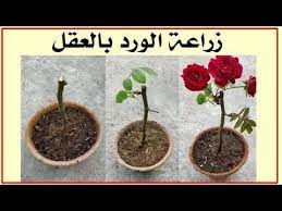 زراعة عقل الورد الجوري grow roses from cuttings youtube plants planters rose