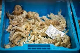 Cataluna Aprueba Un Programa De Control De Las Actividades Pesqueras Y Acuicolas El Estrecho Digital