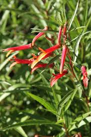 Image result for Scleria laxiflora