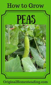 How To Grow Peas How To Grow Series Growing Peas Peas Container Gardening