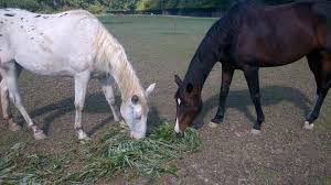 Pour qu'une location soit considérée comme décente, elle doit respecter une surface minimum. Un Hectare Par Cheval Ou Pas Ry And Co