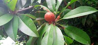 Image result for Sapotaceae
