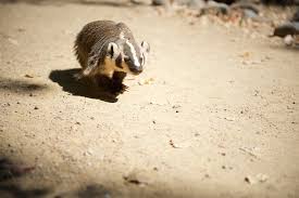 This week, stories about people trying their best to turn themselves into something else—like a badger. American Badger Turtle Bay