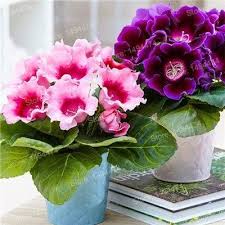 Over the course of the second year, the plant will flower, then produce seeds before it dies. Amazon Com Hot Sale 100pcs Bag Gloxinia Seeds Perennial Flowering Plants Mixed Color Flower Seeds Sinningi Plants Perennial Flowering Plants Amazing Flowers