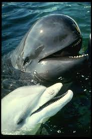 Twenty Four Pilot Whales Die On New Zealand Beach Pilot Whale Ocean Creatures Whale