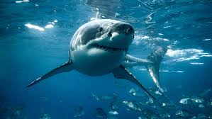 Things You Didn't Know Attract Sharks While Swimming And Snorkeling