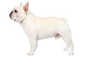 Advertise, sell, buy and rehome french bulldog dogs and puppies with pets4homes. French Bulldog Pet Insurance Insurdinary