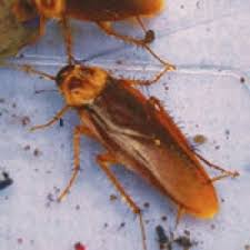 There are myriads of pest control methods that can totally eliminate pest infestations. Cockroach Pest Control In Spokane Wa Licensed Experts Croach