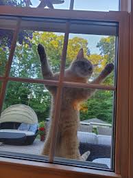 Check spelling or type a new query. How To Cat Proof Windows Screen Mesh Protection And Repair