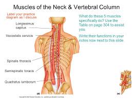 For example, the tibialis anterior muscle is located in front of the tibia. Chap 10 Muscles Part Ii Learning Objectives Continued Review And Learn All Muscles On These Slides Ppt Download