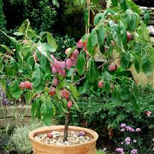 Consider your space both indoors and out if you plan to keep your tree in a pot and overwinter it indoors. Patio Fruit Tree Plum Victoria 1 Dobies
