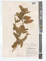 Image result for Melhania acuminata