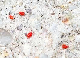 We did not find results for: Clover Mites In Early Spring How To Get Rid Of Mites