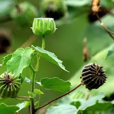 Image result for Abutilon indicum