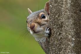 Image result for grey squirrel uk