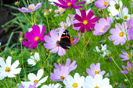 Do you want to send a message of love? Amazing Meaning And Symbolism Of Cosmos Flower And Color Florgeous