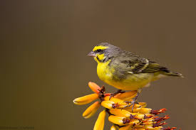 Image result for Vangueria cinerascens