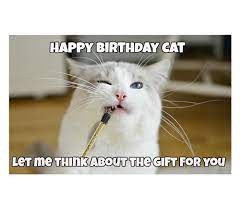 45 Cat Birthday Memes Wishesgreeting