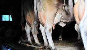 Can A Pregnant Cow Be Milked Farmhouse Guide