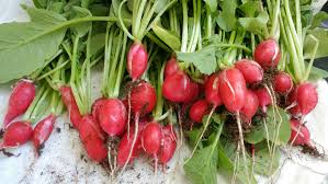 Obviously, it's not that hard once you've read the tile, but yes. Radish Growing And Harvest Information Veggieharvest Com