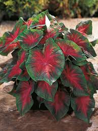 Image result for Caladium