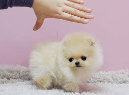 Quality puppies,rich selection at the cheapest rate within usa and canada. South Africa Micro Teacup Pomeranian Puppies For Sale Pomeranian Puppy Teacup Pomeranian Puppy Teacup Puppies
