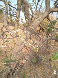 Image result for Ficus glumosa