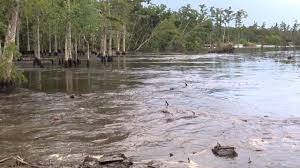 louisiana sinkhole swallows trees
