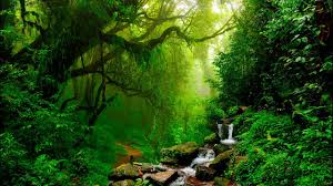 Relaxing Music Flute Gentle Birds And Rainforest Sound Youtube