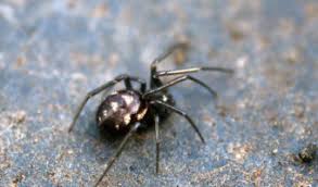 Black widow spiders have a smaller range than widow spiders. False Black Widow Spider Facts Bite Habitat Information