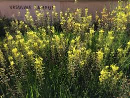 Image result for Bulbine